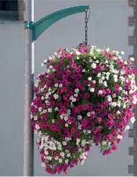 Jasmin